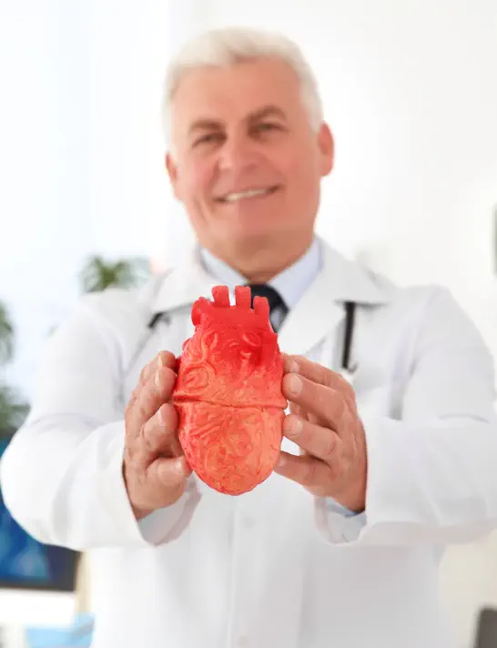 man holding heart model