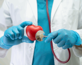 person holding heart model