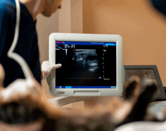 fetal cardiology
