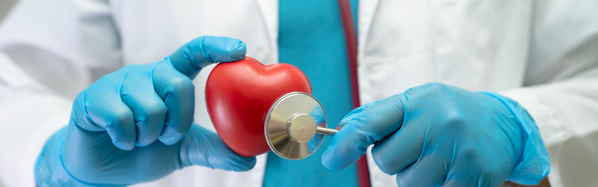 person holding heart model