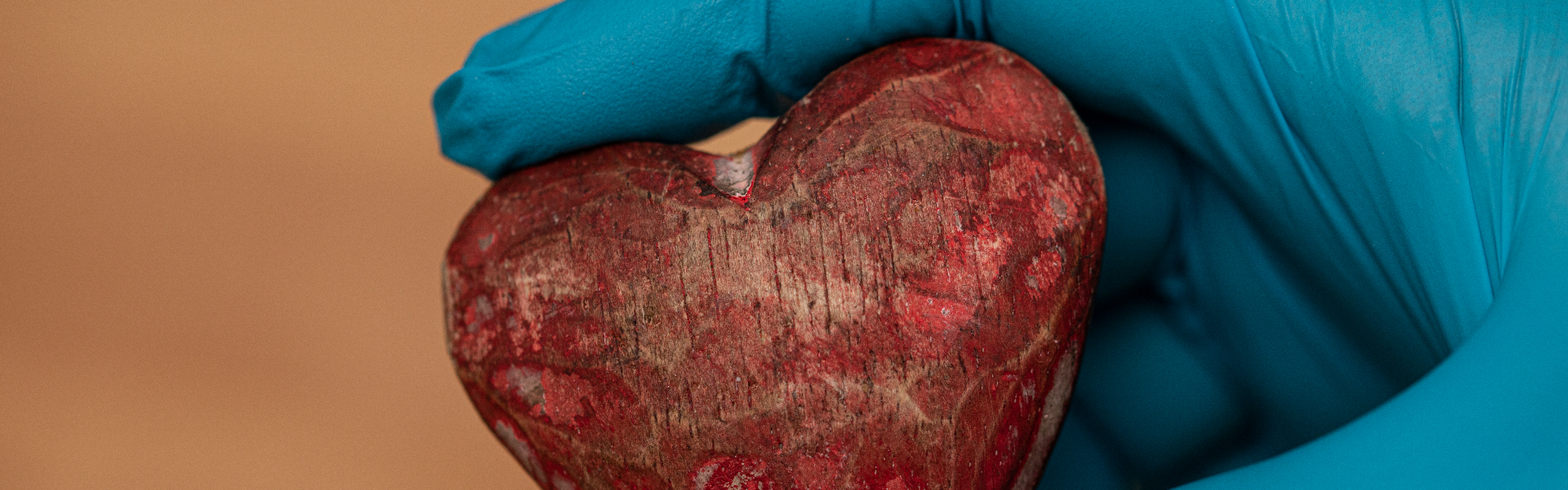 heart model